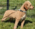 Small Photo #1 Cavapoo Puppy For Sale in GOSHEN, IN, USA