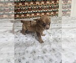 Small #6 Chihuahua