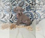 Puppy Izzy Weimaraner