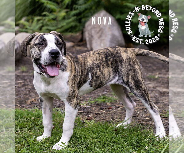 Medium Photo #1 American Bandogge Puppy For Sale in Omaha, NE, USA