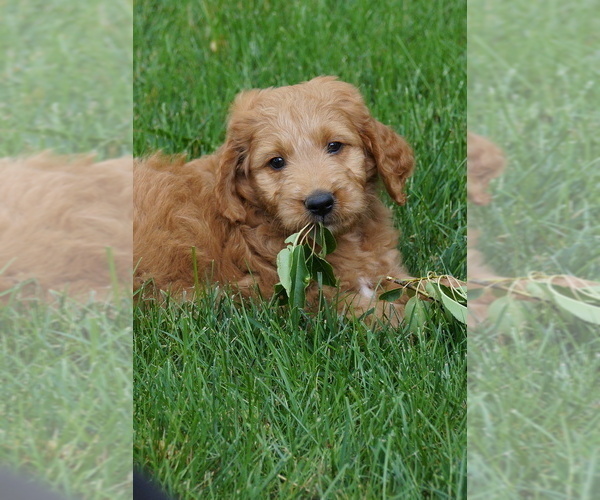 Medium Photo #5 Goldendoodle (Miniature) Puppy For Sale in MILLERSBURG, OH, USA