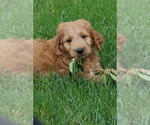 Small #4 Goldendoodle (Miniature)