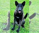 Black Jack - Male Mutt Dog for Adoption - Small photo