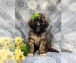 Small Photo #2 Saint Berdoodle Puppy For Sale in OXFORD, PA, USA