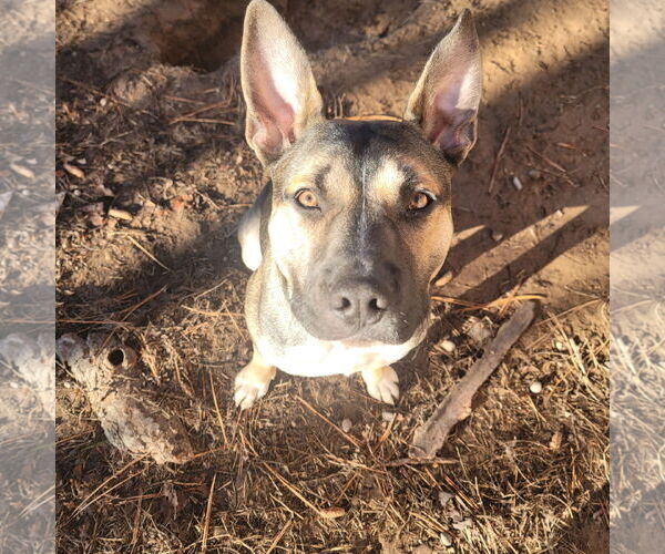 Medium Photo #1 American Pit Bull Terrier-Unknown Mix Puppy For Sale in Polson, MT, USA