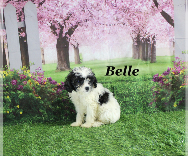Medium Photo #20 Cavapoo Puppy For Sale in CHANUTE, KS, USA