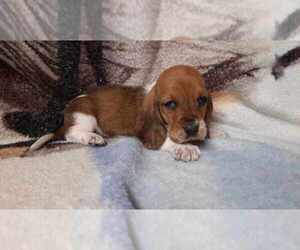 Basset Hound Puppy for sale in SALEM, WV, USA