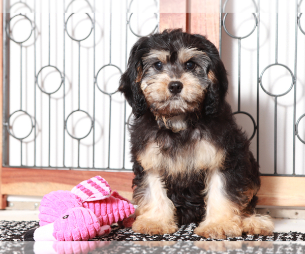 Medium Photo #1 Cavapoo Puppy For Sale in NAPLES, FL, USA