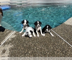 Australian Shepherd Litter for sale in ROSEVILLE, CA, USA