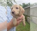 Small #4 Dachshund