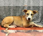 Small Labrador Retriever Mix