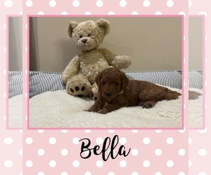 Goldendoodle (Miniature) Puppy for sale in MIAMI, FL, USA