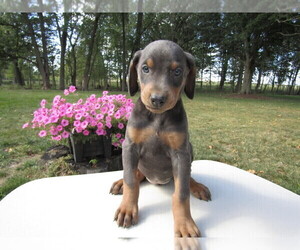 Doberman Pinscher Puppy for sale in ANN ARBOR, MI, USA