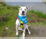 Small #1 American Pit Bull Terrier