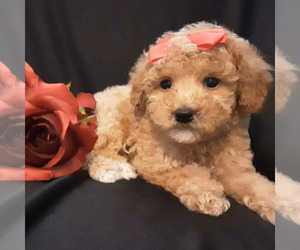 Poodle (Miniature) Puppy for Sale in MANCHESTER, New Hampshire USA