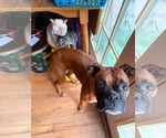 Delilah *In a Foster-to-Adopt Home * - Female Boxer Dog for Adoption - Small photo