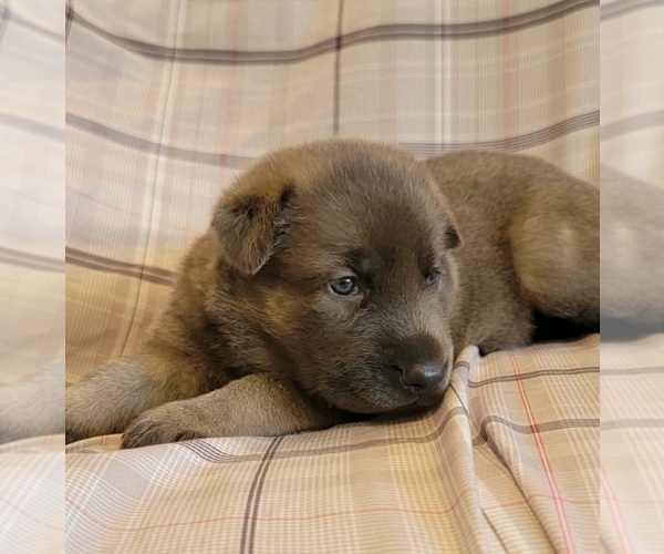 Medium Photo #1 German Shepherd Dog Puppy For Sale in LITCHFIELD, MI, USA