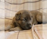 Image preview for Ad Listing. Nickname: shadow