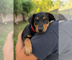 Small #4 Borador
