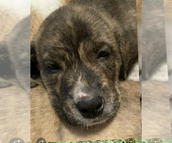 Medium Photo #3 Great Pyrenees-Unknown Mix Puppy For Sale in Foristell, MO, USA