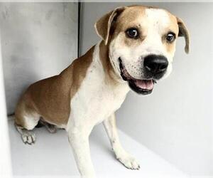 Mutt Dogs for adoption in Houston, TX, USA