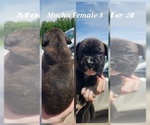 Small #2 Boxer