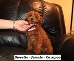 Small #2 Cavapoo (Miniature)
