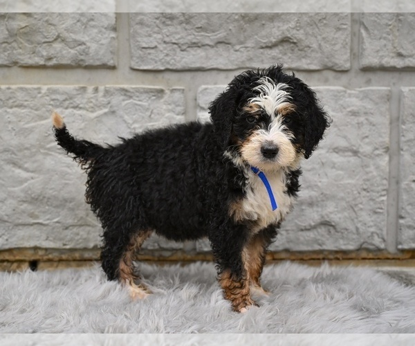 Medium Photo #2 Bernedoodle Puppy For Sale in MILLERSBURG, OH, USA