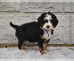 Small #1 Bernedoodle