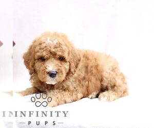 Goldendoodle (Miniature) Puppy for sale in EPHRATA, PA, USA