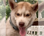 Small #3 Pomsky