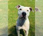 Small #2 Staffordshire Bull Terrier