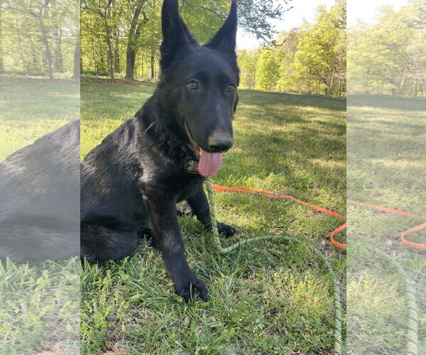 Medium Photo #3 German Shepherd Dog Puppy For Sale in La Grange , NC, USA