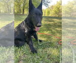 Small #2 German Shepherd Dog