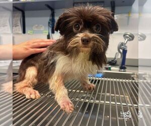 Mutt Dogs for adoption in Washington, DC, USA