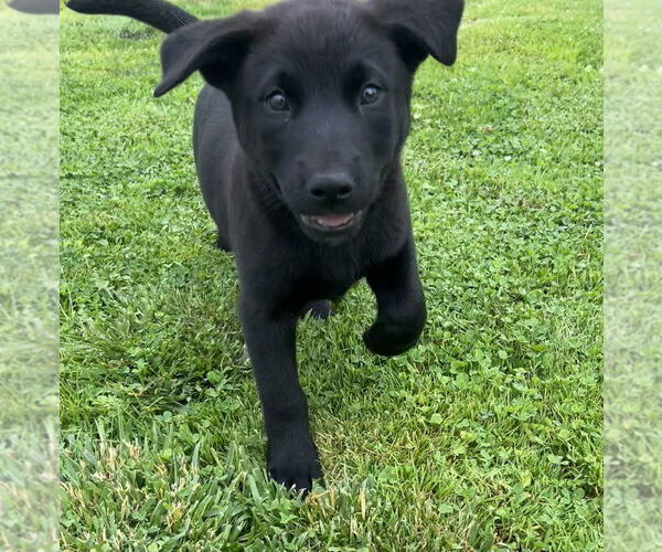 Medium Photo #4 Labrador Retriever-Unknown Mix Puppy For Sale in Aurora, IN, USA
