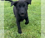 Small #3 Labrador Retriever Mix