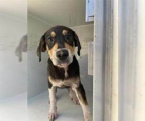 Black and Tan Coonhound-Bluetick Coonhound Mix Dogs for adoption in Houston, TX, USA