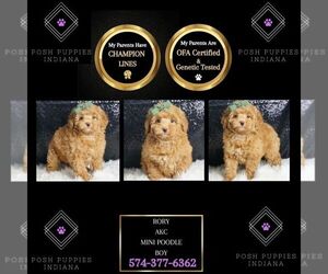 Poodle (Toy) Puppy for sale in WARSAW, IN, USA