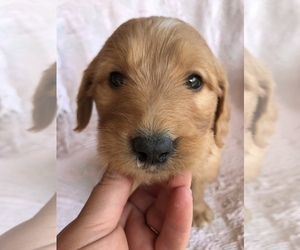 Goldendoodle Puppy for sale in WESTMINSTER, SC, USA
