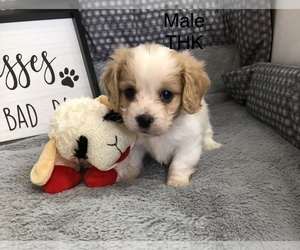Cavachon Puppy for sale in SILEX, MO, USA