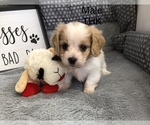Small Photo #1 Cavachon Puppy For Sale in SILEX, MO, USA