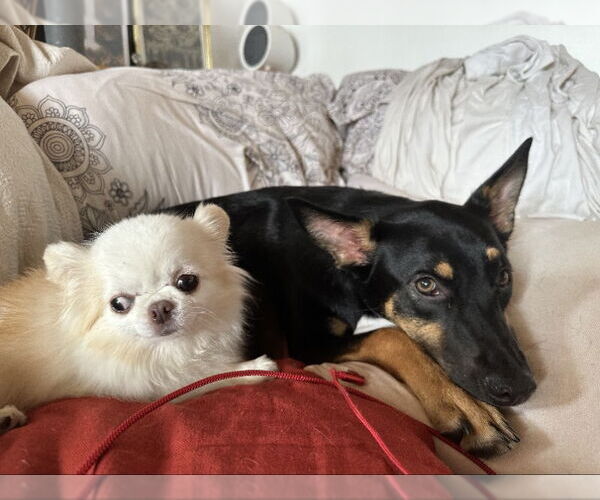 Medium Photo #2 German Shepherd Dog-Unknown Mix Puppy For Sale in San Diego, CA, USA