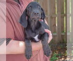 Small #2 Coonhound Mix