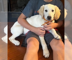 Golden Retriever Puppy for sale in FLORENCE, SC, USA