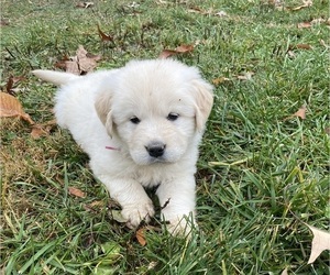 Golden Pyrenees Puppy for Sale in AMISSVILLE, Virginia USA