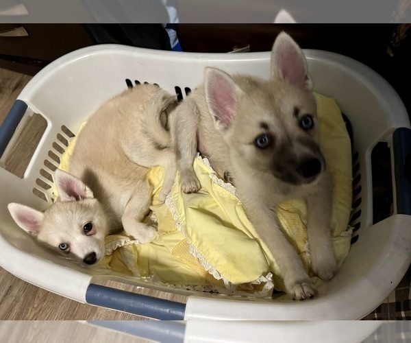 Medium Photo #114 Pomsky Puppy For Sale in LOVELAND, CO, USA