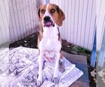Small #2 Treeing Walker Coonhound
