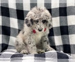 Small Photo #2 Old English Sheepdog-Poodle (Miniature) Mix Puppy For Sale in LAKELAND, FL, USA