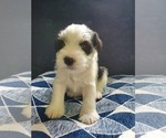 Small Photo #10 Schnauzer (Miniature) Puppy For Sale in LEESBURG, VA, USA